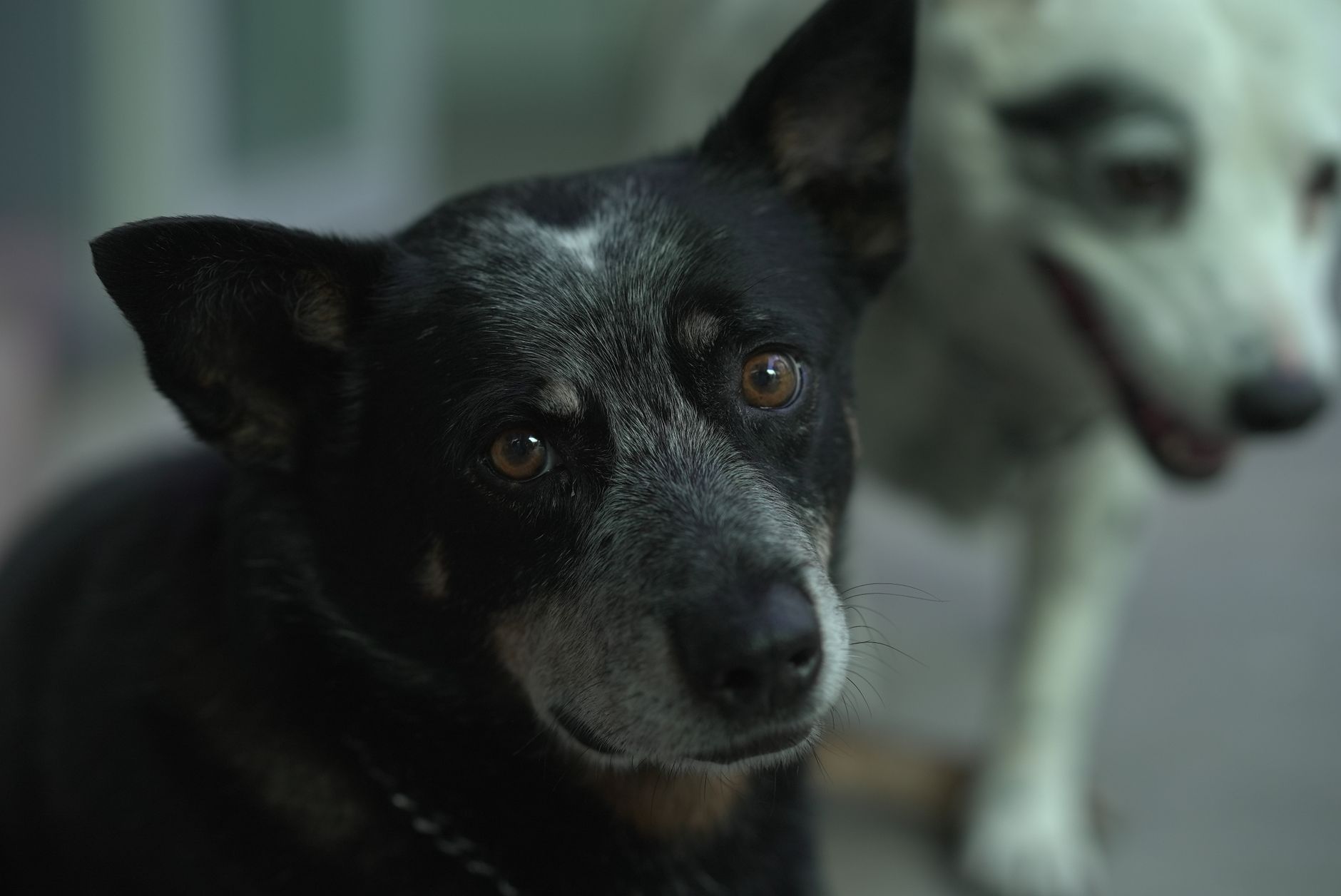 Veterinarian examining a dog during a checkup