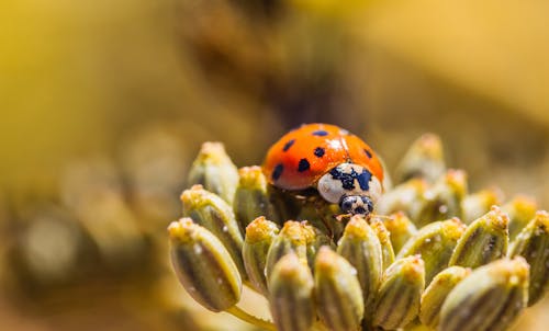 Asian Lady Beetle on Fennel Buds