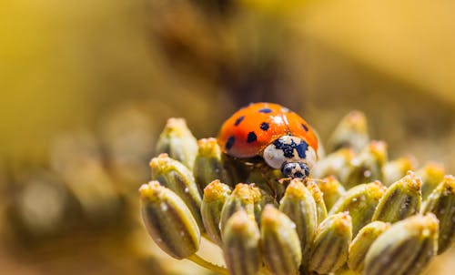 Gratis stockfoto met aziatische lieveheersbeestje, bloemknoppen, detailopname