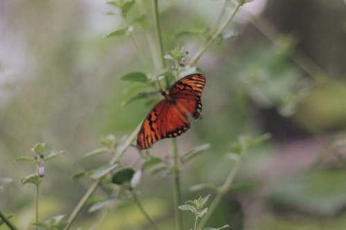 Δωρεάν στοκ φωτογραφιών με buterfly, βοτανικός κήπος, λεπτομέρειες κήπου
