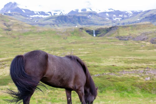 アイスランドの馬, のどかな環境, リラックスした馬の無料の写真素材