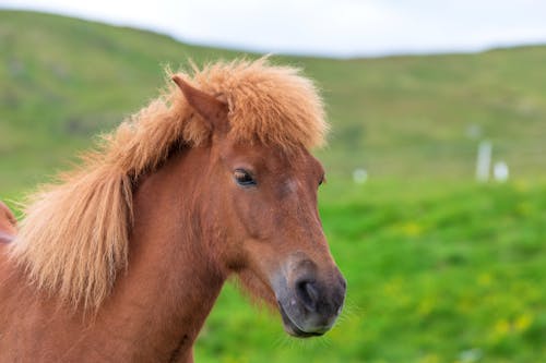 A small brown horse with a long mane