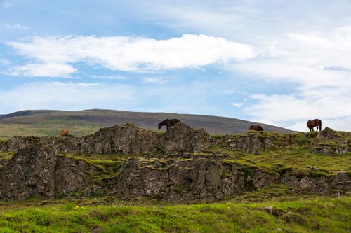 Free A tranquil scene of Icelandic horses grazing on a moss-covered hillside with a mountain backdrop. Stock Photo