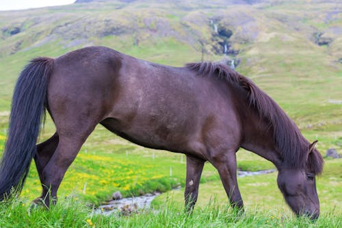 アイスランドの馬, のどかな環境, リラックスした馬の無料の写真素材