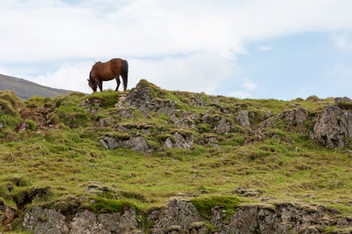 A horse is standing on a grassy hill