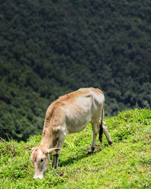 動物攝影, 吃草, 垂直拍摄 的 免费素材图片