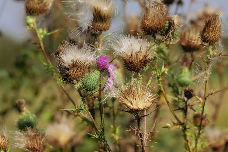 Dry Flowers On Meadow