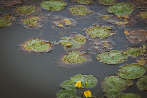 View of Yellow Waterlilies and Leaves Floating on the Surface of a Body of Water