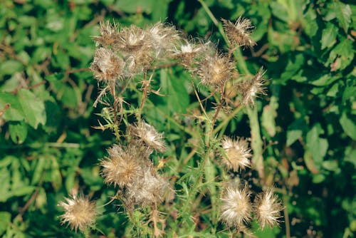Close-up of a Thistle on the Background of Green Leaves 