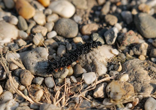 Caterpillar on Ground