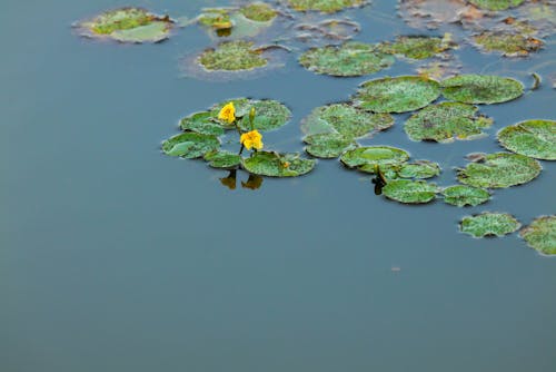 View of Yellow Waterlilies and Leaves Floating on the Surface of a Body of Water
