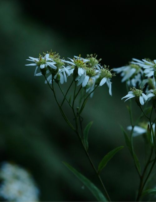 Free Close-up of delicate wildflowers blooming in Algonquin Park, Ontario, captured during the day. Stock Photo