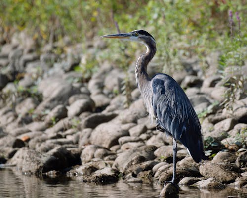 Great Blue Heron in Water