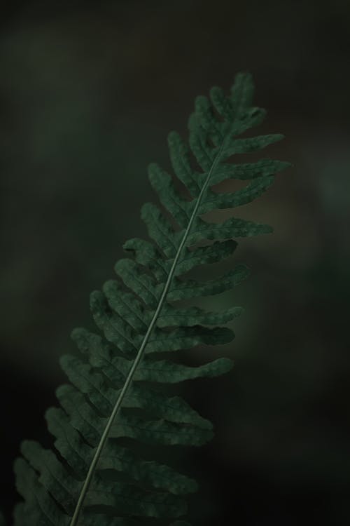 Close-up of a Dark Green Fern Leaf 