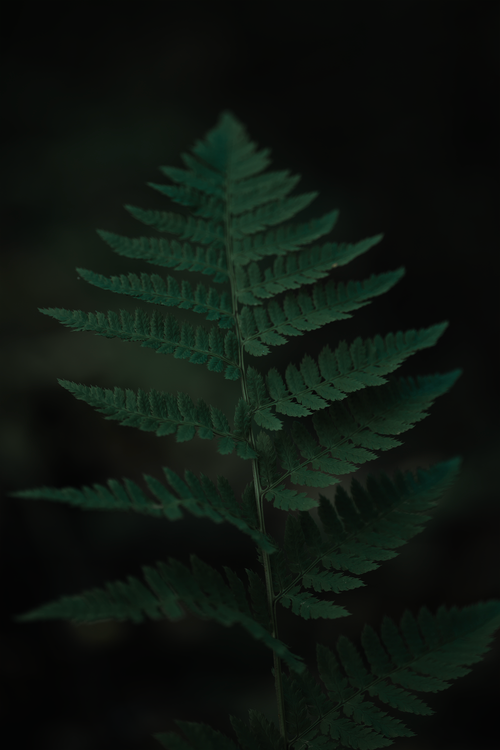 Free Detailed close-up of a lush, dark green fern leaf against a dim background. Stock Photo