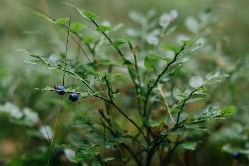 藍莓 的 免費圖庫相片