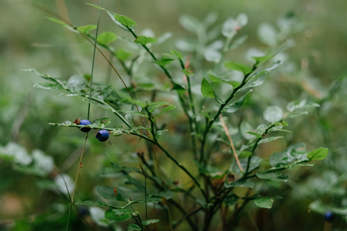 Free stock photo of blueberries