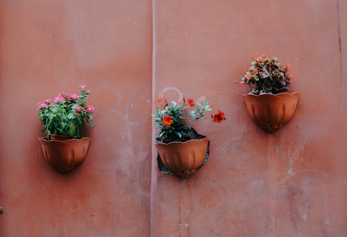 Flowers in Flowerpots on Red Wall