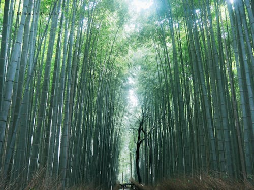 Kostenloses Stock Foto zu arashiyama, bambus-schneebesen, bambusmatte