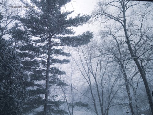 Kostenloses Stock Foto zu baum, bäume, kalt