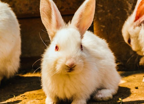 Darmowe zdjęcie z galerii z biały, królik, uroczy