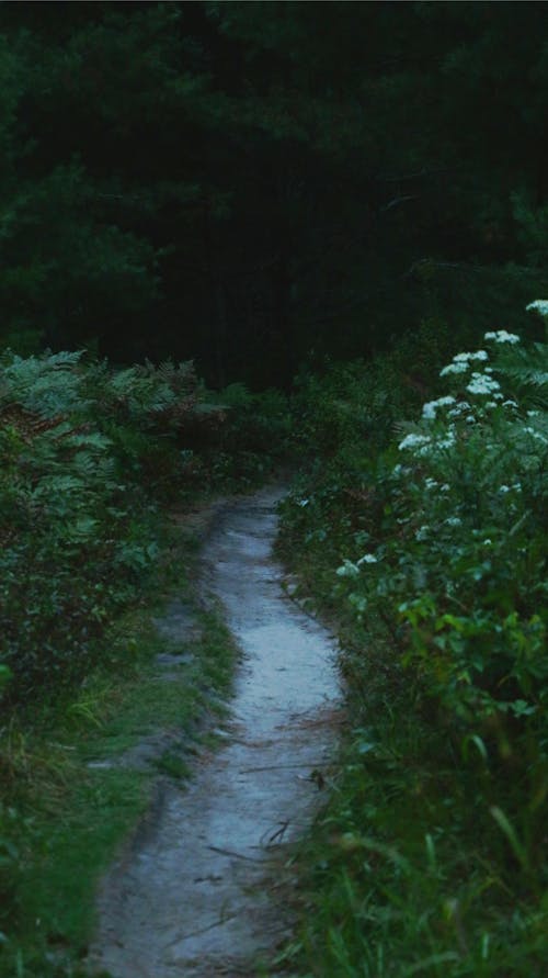 View of a Footpath in a Forest