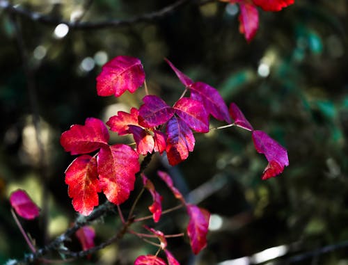 Foto stok gratis daun gatal, daun merah, Daun-daun