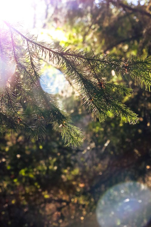 Foto d'estoc gratuïta de agulles de pi, arbre de pi, caure