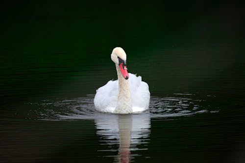 A Swan in the Water