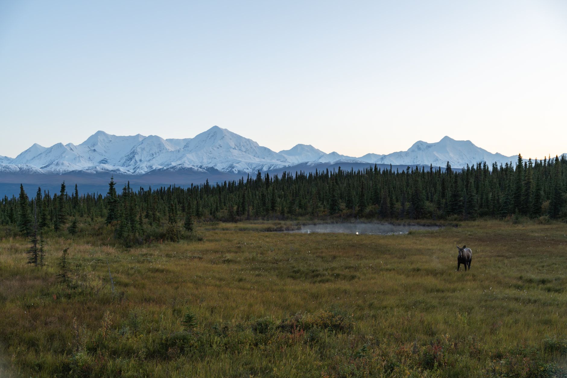 A moose stands in a vast Alaskan landscape at sunrise.