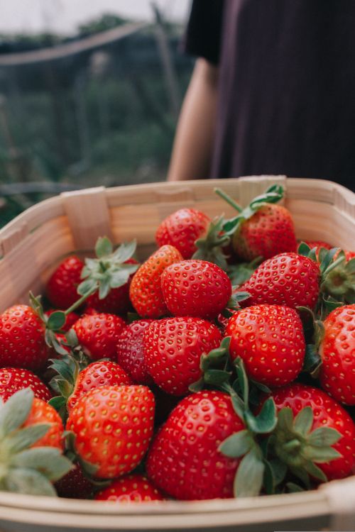 Free Vibrant red strawberries fill a woven basket, set in an outdoor garden setting. Stock Photo