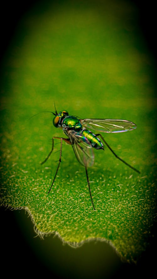 Close-up of a Fly 
