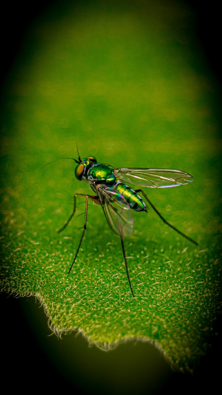 Close-up Of A Fly 