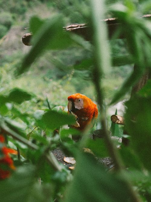 Free Vibrant scarlet macaw perched amidst dense greenery in Cusco, Peru. Stock Photo