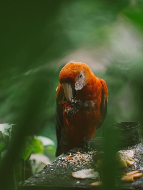 Free A scarlet macaw perched and eating among lush greenery in Cusco, Peru. Stock Photo