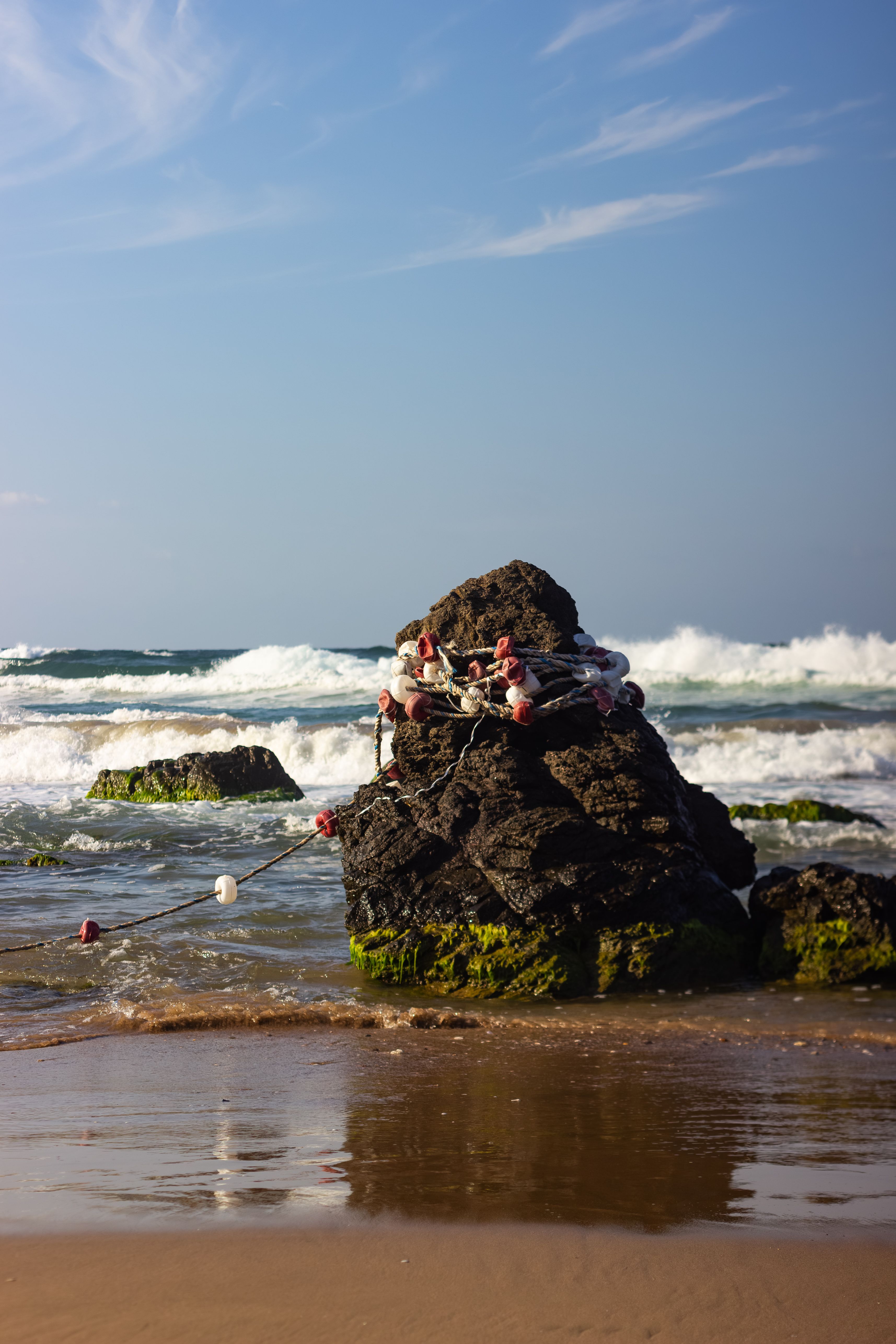 A rock with a bunch of shells on it · Free Stock Photo