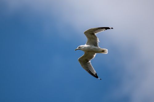 Free Seagull in flight against a clear blue sky, capturing freedom and grace. Stock Photo