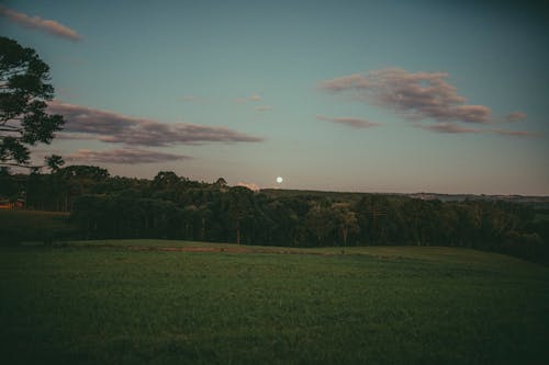 Foto stok gratis bidang, bulan purnama, hutan