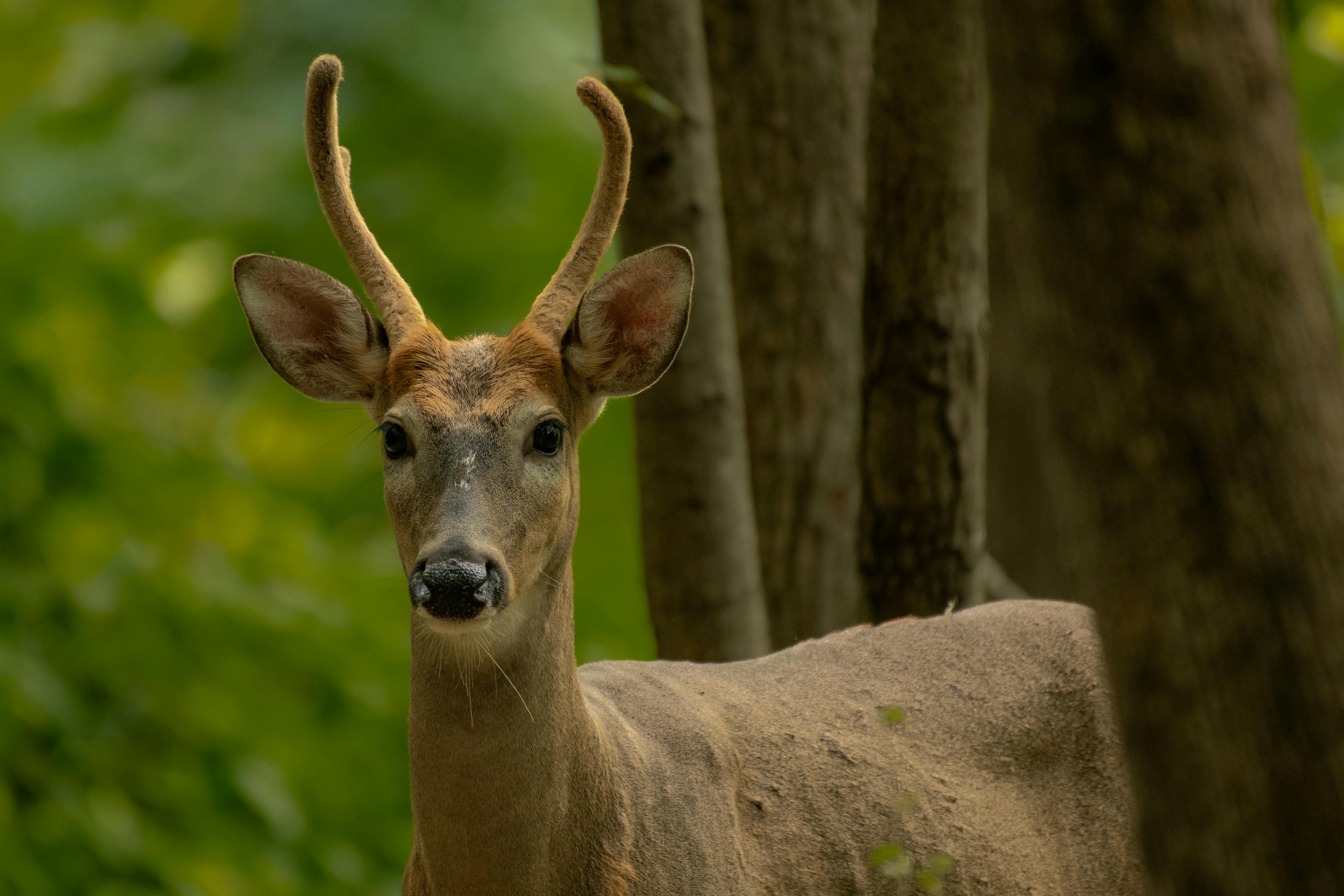 Gratuit Photos gratuites de animal, animal à cornes, arbres Photos