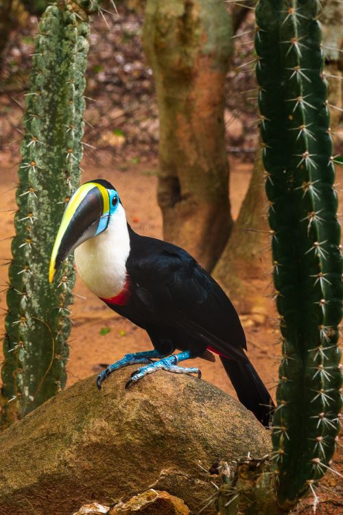 Free Colorful white-throated toucan perched among cacti in Cartagena, Colombia. Stock Photo