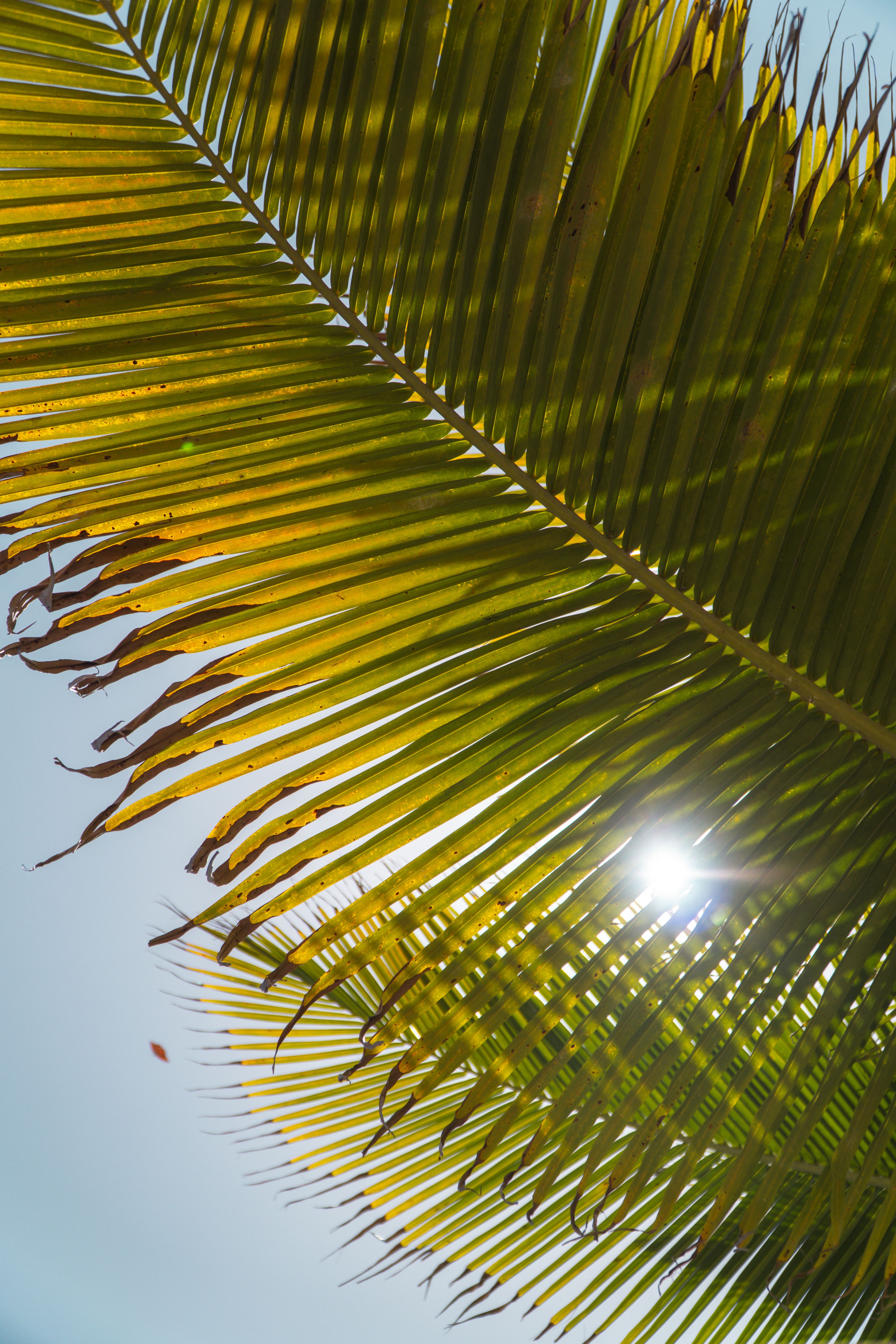Free Close-up of sunlight filtering through palm fronds in Cartagena, Colombia. Stock Photo