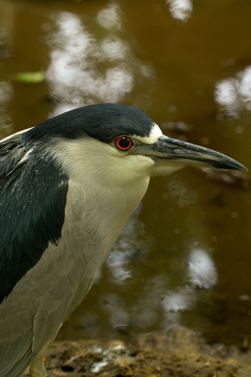 Free red eyes  Stock Photo