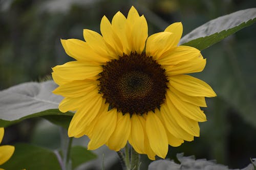 Fotobanka s bezplatnými fotkami na tému helianthus annuus, jasný, kvet