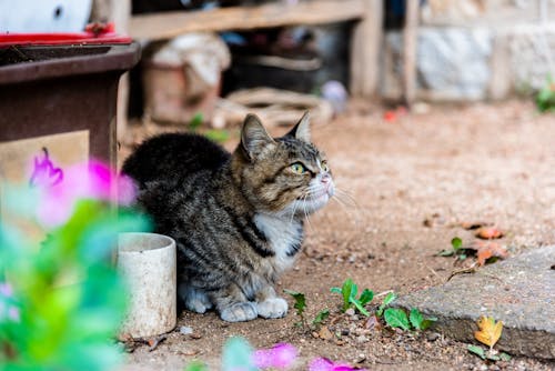 Gratis arkivbilde med bakken, dyrefotografering, katt