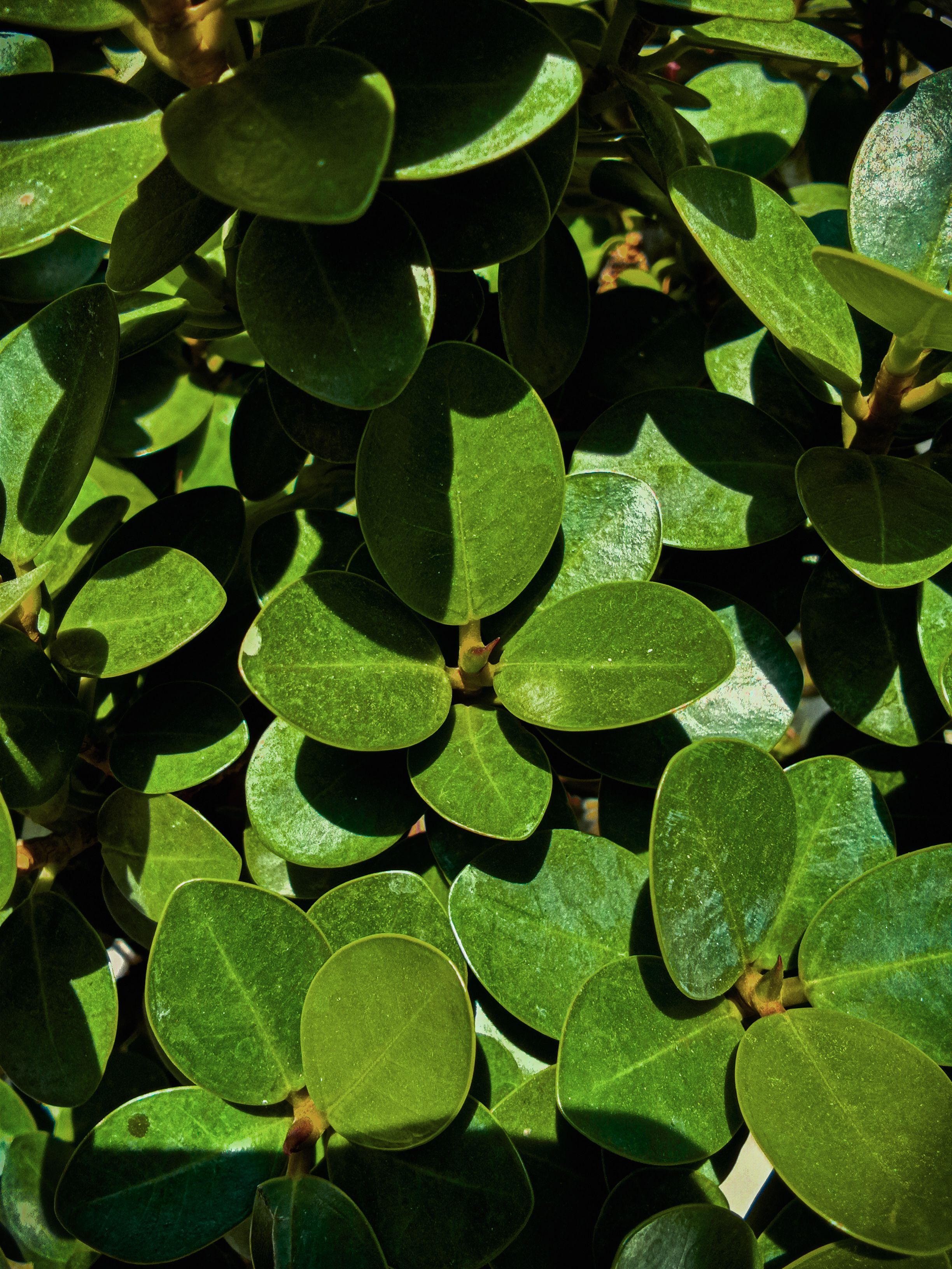 Sunlit, Green Leaves · Free Stock Photo