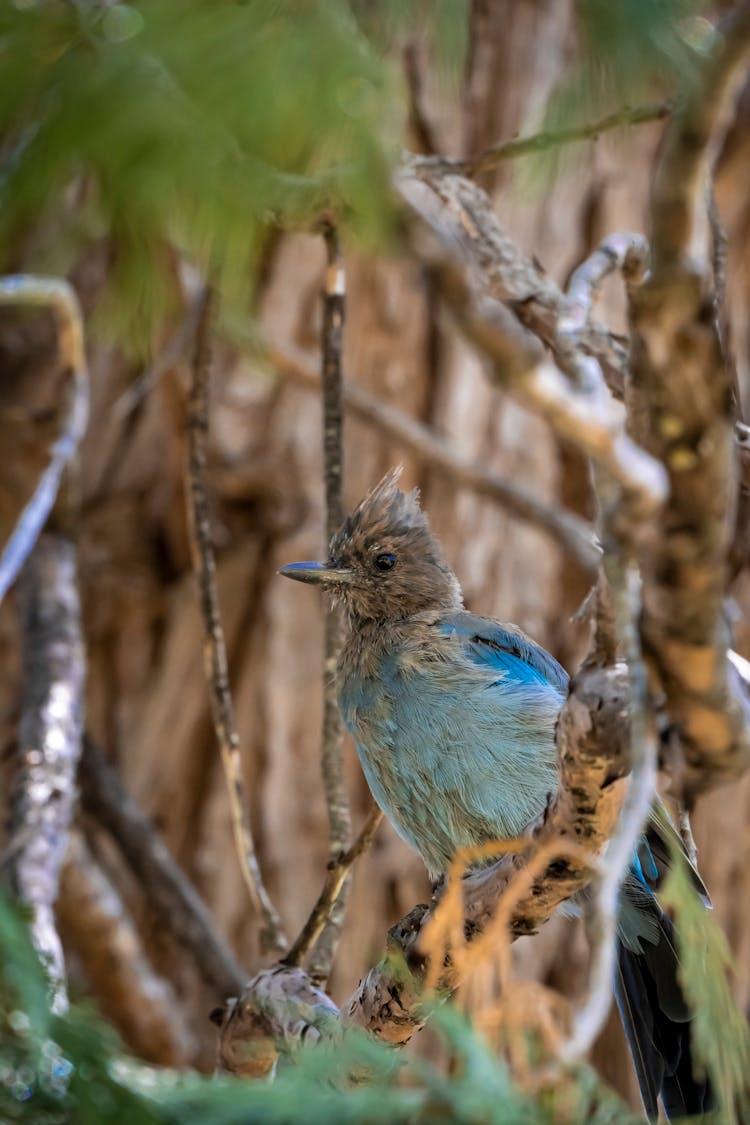 Jay Bird In Nature