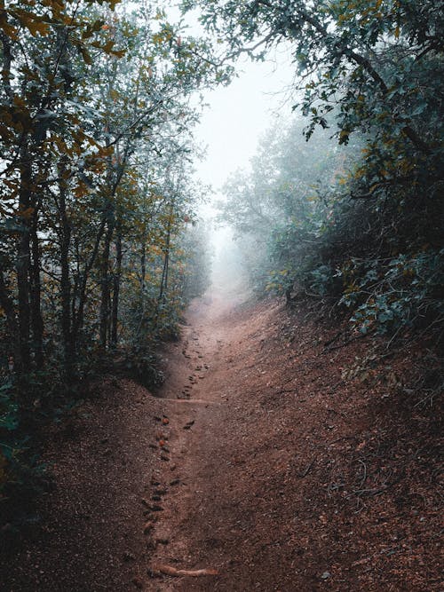 Fog over Footpath in Forest
