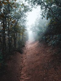 Forest path by Allen Boguslavsky on Pexels