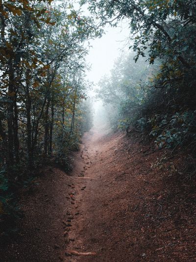 Forest path by Allen Boguslavsky on Pexels