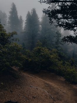 A misty forest path through dense green trees on a foggy day, creating a serene natural atmosphere.